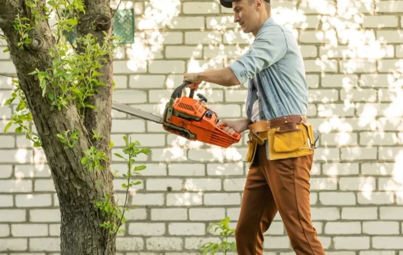 Nouvelle règlementation concernant la coupe d'arbres