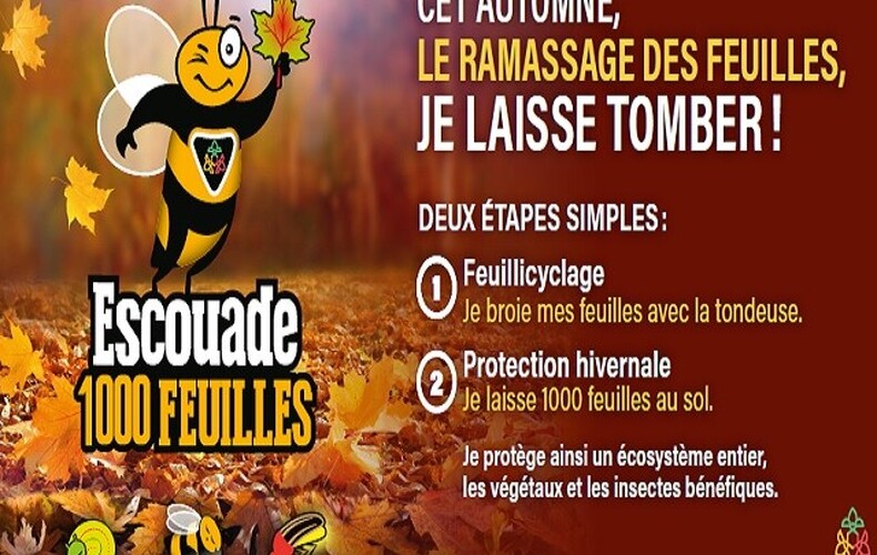 Cet automne, le ramassage des feuilles, je laisse tomber !